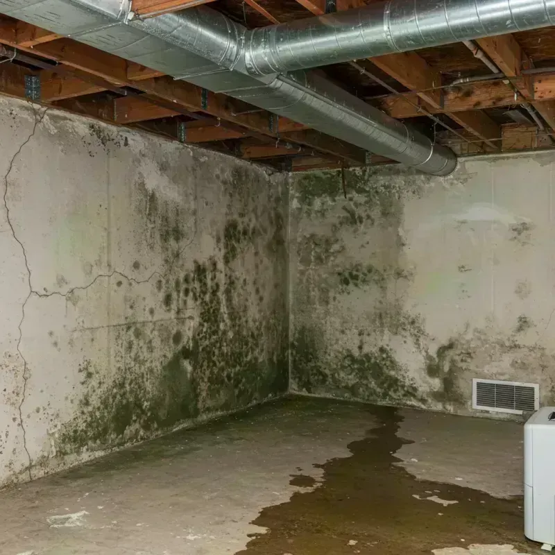 Professional Mold Removal in Roseville, MN